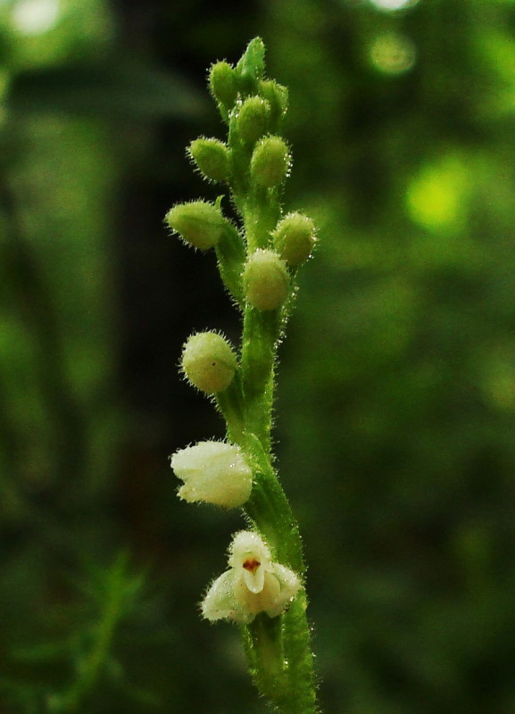 Goodyera repens